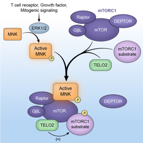 The downstream ERK1/2 substrate -MNK- interacts with mTOR and controls mTOR association with its substrates and with TELO2 in the mTORC1 complex. 