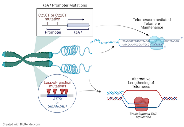 A chart depicting telomere maintenance mechanisms in cancer