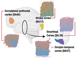 Gregory lab Alzheimer's Disease research images