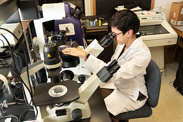 Dr. Lopez looks into a microscope