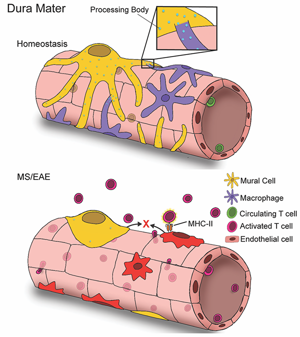 In the dura mater, mural cells contact macrophages to maintain CNS immune homeostasis. Breaking this interaction promotes events associated with autoimmune disease