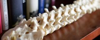 Model of a spine sitting on a bookshelf