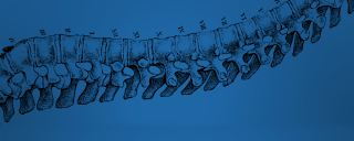 A drawing of a spine on a blue background