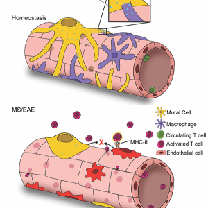 In the dura mater, mural cells contact macrophages to maintain CNS immune homeostasis. Breaking this interaction promotes events associated with autoimmune disease